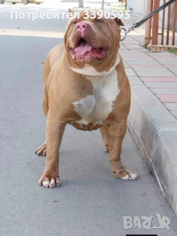 Американско Були Покет и Хл за Разплод, снимка 5 - Други - 47006995