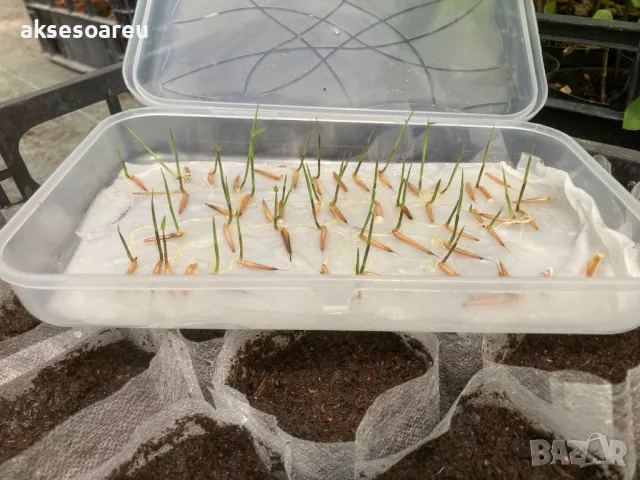 100 качествени Семена от гигантски бамбук Moso Bambo градински горски декоративни растения за дома , снимка 5 - Сортови семена и луковици - 50334157