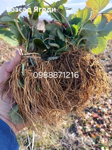 Разсад целогодишни ягоди