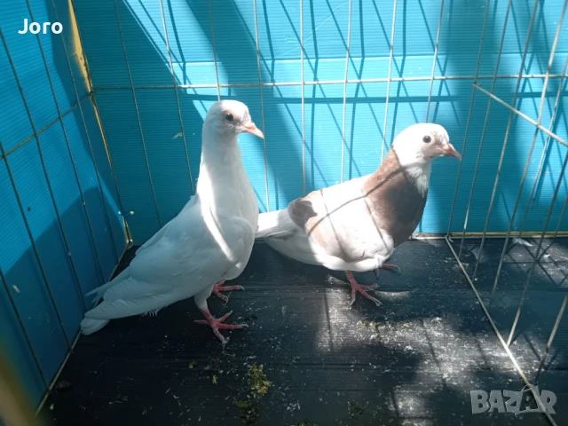 Арабски смеячи , снимка 1