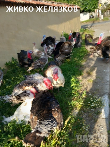 Продавам , домашно-отгледани пуйки,пуяци,петли и кокошки,  за разплод  , снимка 10 - Кокошки и пуйки - 53639962