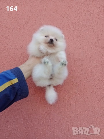 Женски Померан. Реални снимки от 30.11.25 г. , снимка 3 - Померан - 52605230