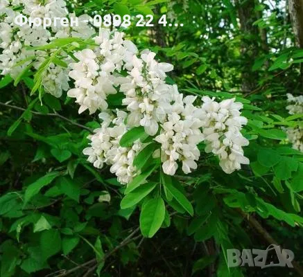 Акация - Фиданки  РАЗПРОДАЖБА !!!, снимка 10 - Разсади - 56203131
