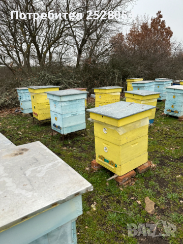 Продавам пчелни семейства с многокорпусен кошери, снимка 16 - За пчели - 44828345