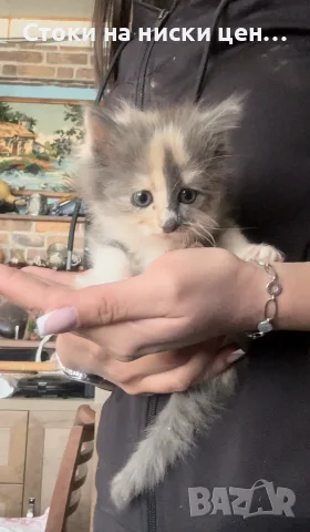 Подарявам 5 малки котета на грижовни стопани ❤️, снимка 5 - Ветеринари и услуги - 56208866