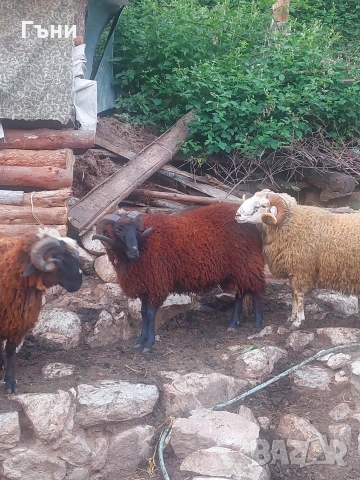 коч кочове овце , снимка 11 - Овце - 53624151