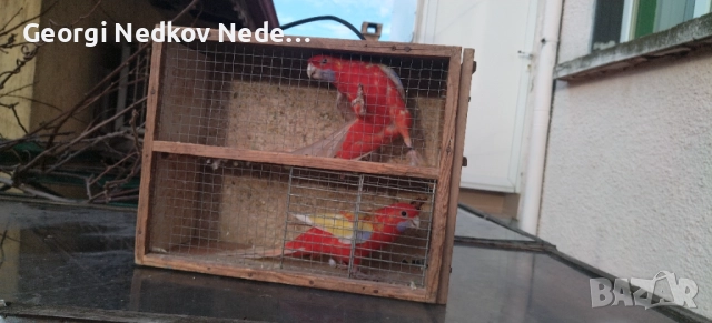 Продавам пенантови розели златен пастел , снимка 9 - Папагали - 52970351