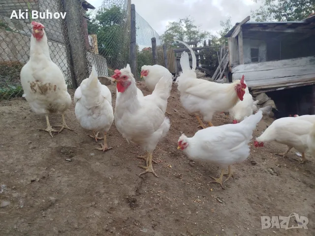 Сини яйца от бял Легбар , снимка 5 - Кокошки и пуйки - 56330419