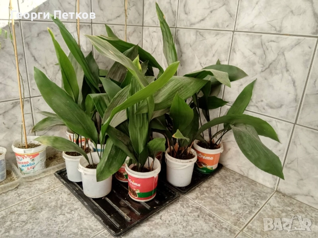 Аспидистра, с по 5-6 стръка в саксия , снимка 4 - Стайни растения - 52717894