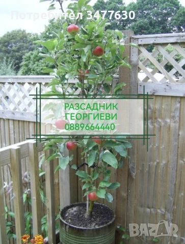 МИНИ (КОЛОННИ) ОВОЩНИ ДРЪВЧЕТА, снимка 7 - Градински цветя и растения - 47081860