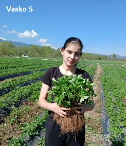 Ягоди, снимка 14 - Градински цветя и растения - 53472392