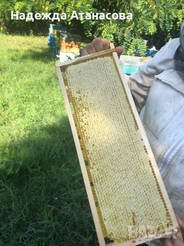 Домашен пчелен мед, снимка 2 - Пчелни продукти - 41658661