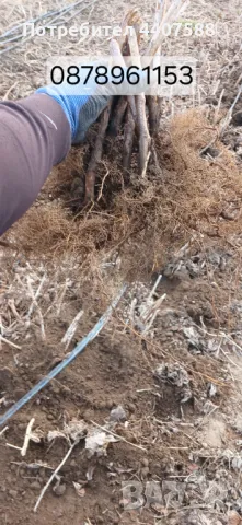 Расзад малини , снимка 14 - Разсади - 49498256