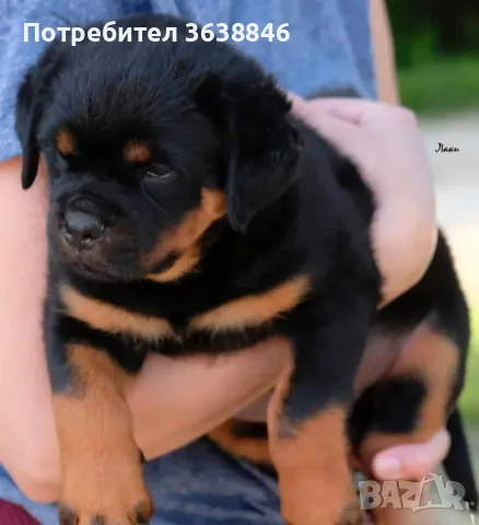 Ротвайлер, снимка 3 - Ротвайлер - 49798051