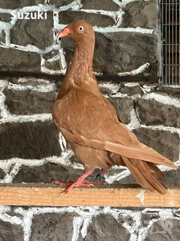 Гълъби - Датски летачи и Спортни пощенски, снимка 10 - Гълъби - 52565161