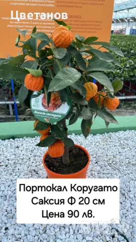 Портокал сорт Коругато