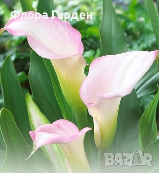 КАННА, КАЛА - Грудки/ ПРЕДВАРИТЕЛНИ поръчки, снимка 11 - Сортови семена и луковици - 49236562