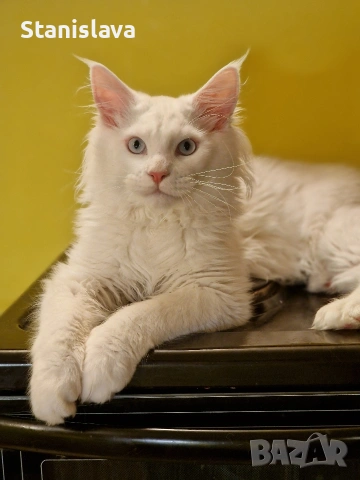 котенца Мейн Куун, снимка 2 - Мейн кун - 52773357