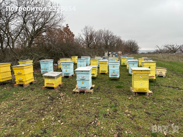 Продавам пчелни семейства с многокорпусен кошери, снимка 1 - За пчели - 44828345
