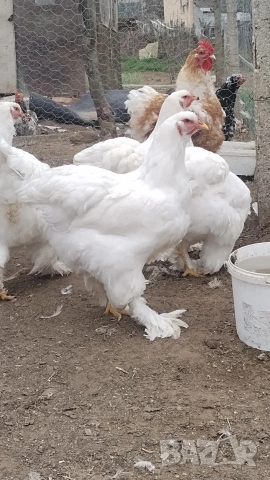 оплодени яйца от Брама , снимка 2 - Кокошки и пуйки - 53644521