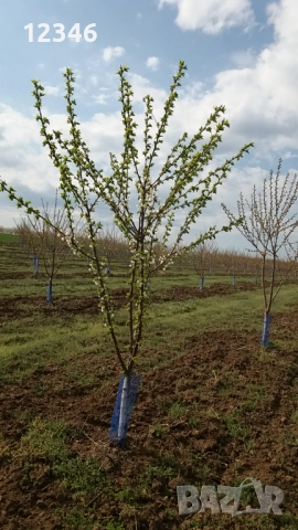 Продава се овощна градина, снимка 14 - Земеделска земя - 52111055