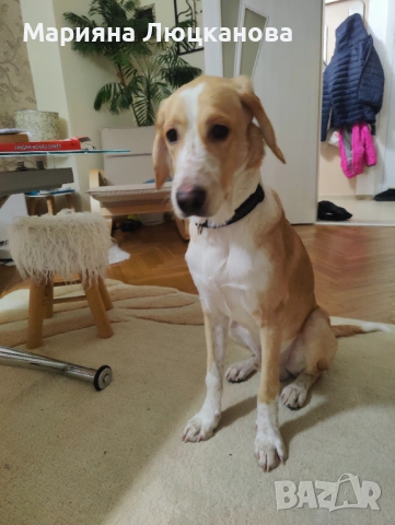 Подарявам куче, снимка 5 - Други - 53582823