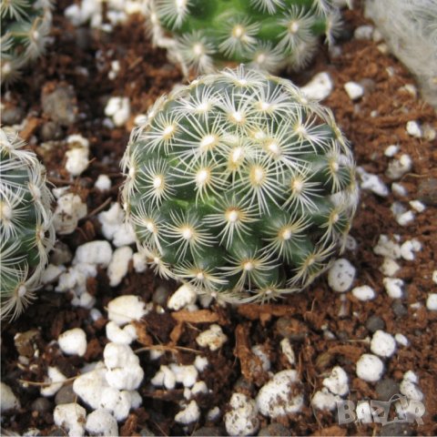 Био Тор ХУМУС с ПЕРЛИТ - УНИВЕРСАЛЕН продукт за Билки, Цветя, Ягоди, декоративни Храсти, Овошки.. 