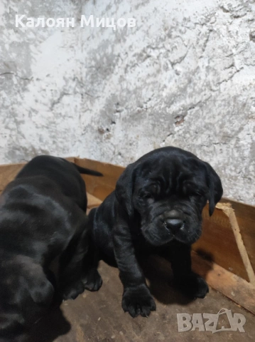 Кане Корсо Puppy, снимка 2 - Кане корсо - 53713101