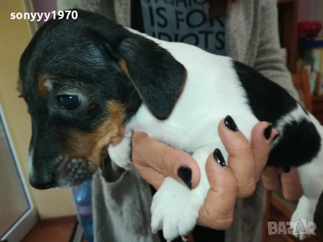 СЛАДКО ПАЛЕ ДЖАК РЪСЕЛ 250ЛВ ЗА БР 0210250814