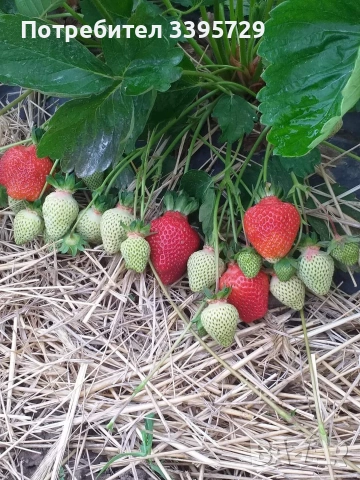 разсад за ягоди и малини записвам за март месец , снимка 6 - Разсади - 53264142