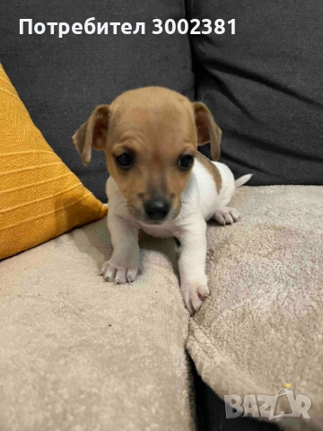 Джак Ръсел териер, снимка 5 - Джак ръсел териер - 52887126