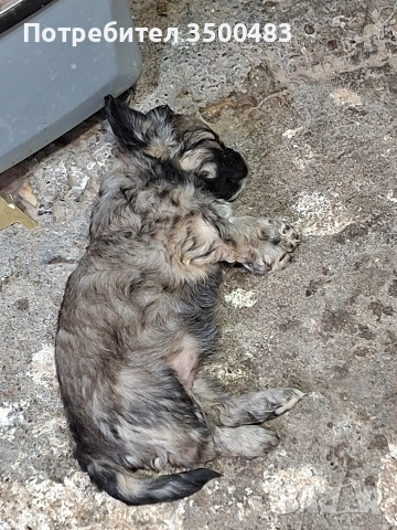 4 момичета и 1 момче Пекинези