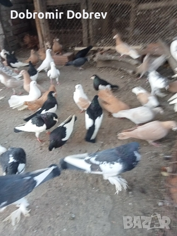 Гълаби , снимка 8 - Гълъби - 52928655