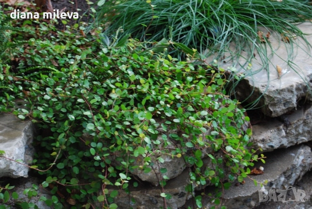 Мюленбекия Сийленд компакт, Muehlenbeckia Sealand compact, снимка 5 - Градински цветя и растения - 49926290