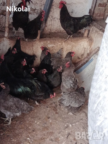 Австралорп ярки на 6,5месеца , снимка 4 - Кокошки и пуйки - 53514470