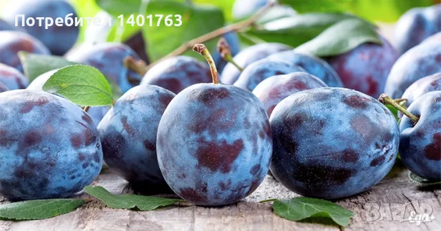 Сини сливи за ракия 