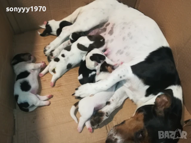 ДЖАК РЪСЕЛ-ПРОДАВАМЕ КУЧЕНЦА 2008250929