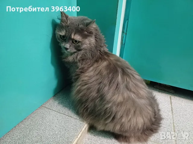 Кастрирана котка търси дом, снимка 3 - Други - 49228755