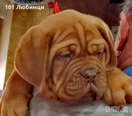 Френски мастиф-Дог Де Бордо , снимка 3 - Мастиф - 47454852