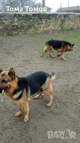 Чистокръвни немски овчарки 300 евро, снимка 3 - Немска овчарка - 53694585