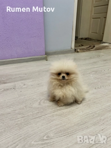 Померан , снимка 3 - Померан - 52920765