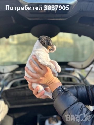 Джак Ръсел териер , снимка 9 - Джак ръсел териер - 52755533