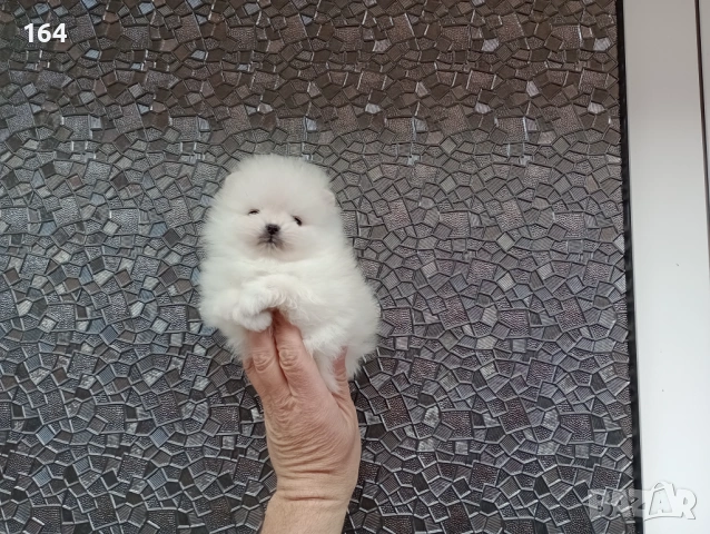 Бели миниатюрни минита. Померани. Реални снимки ! Миниатюрни !!!, снимка 4 - Померан - 53770586