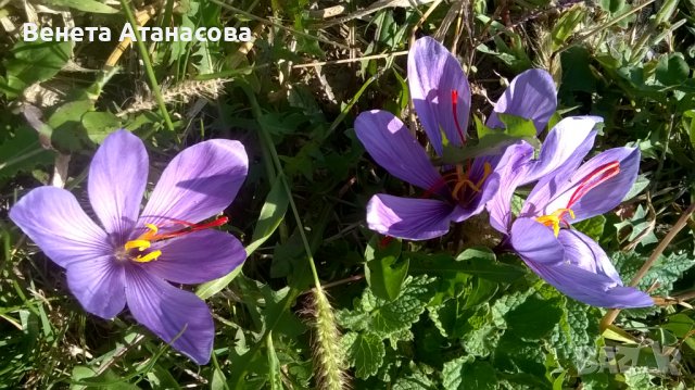 15 броя Шафранови луковици готови за засаждане, снимка 3 - Сортови семена и луковици - 41979474