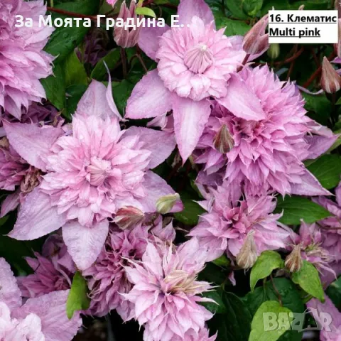 Клематис - 28 различни сорта , снимка 17 - Градински цветя и растения - 49760995