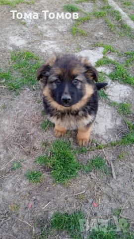 Чистокръвнa женска немскa овчаркa на 2 месеца 300 евро