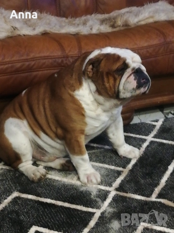английски мъжки булдог за раэплод, снимка 3 - Английски булдог - 53047924