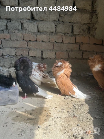 Продавам якалии и фенерлии, снимка 1