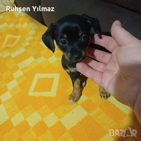 Продавам 2 пинчера на 40 дена 3 женски 1 мъжко , снимка 6 - Пинчер - 53099622