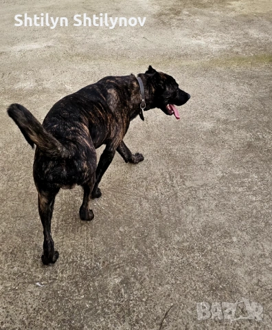 Падарявам  Cane Corso x Alabai, снимка 4 - Кане корсо - 53604737